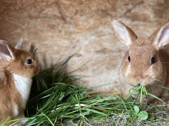 Kaninchen frisst Gras im Stall