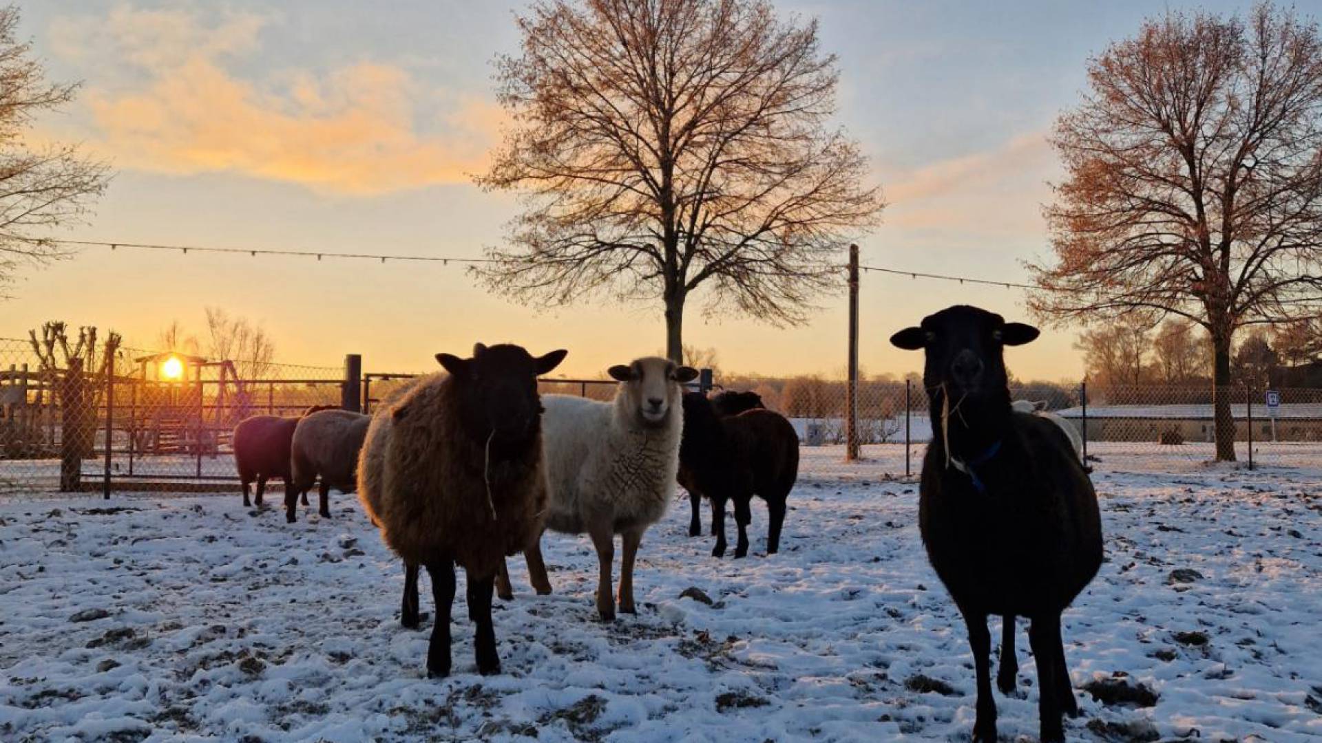 Schafe auf verschneiter Wiese bei Sonnenuntergang